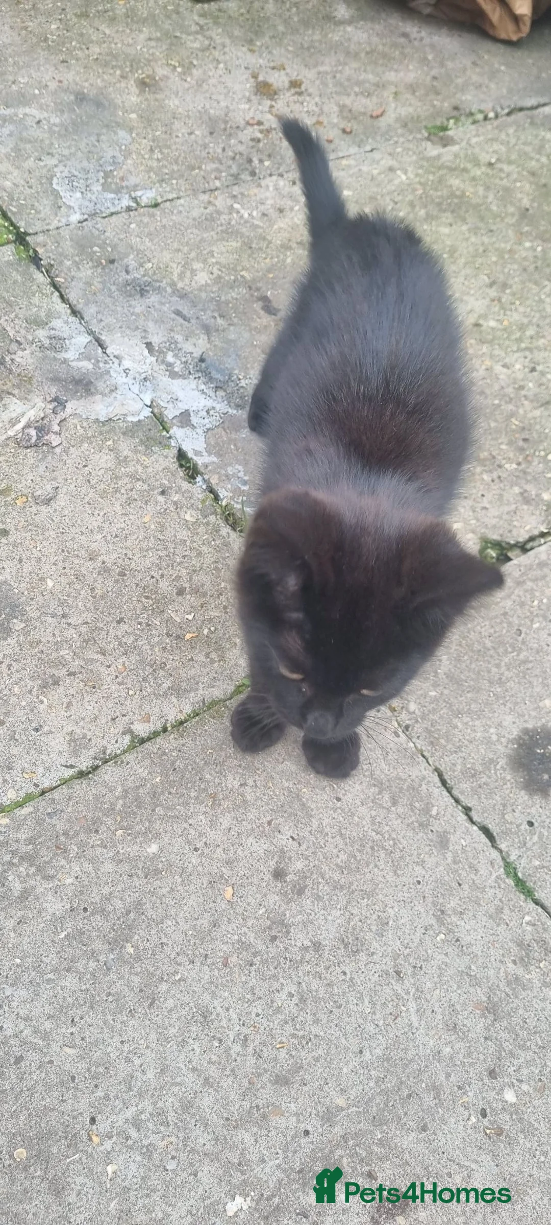 Mixed Breed cats for sale: Mocco needs a forever home  - Advert 2