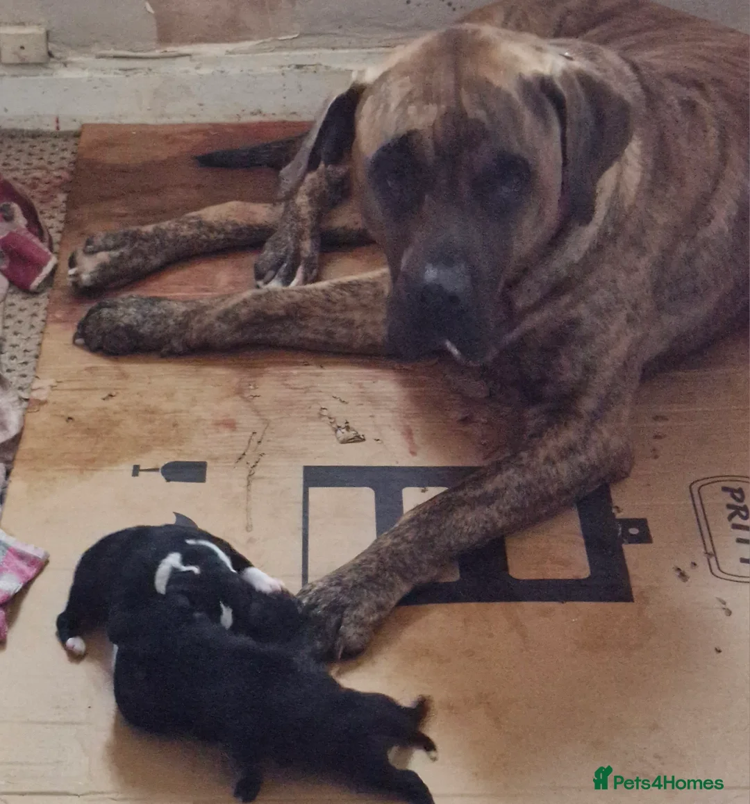 Mixed Breed dogs for sale: Lovely pressa -dog de bordeaux pups - Advert 8