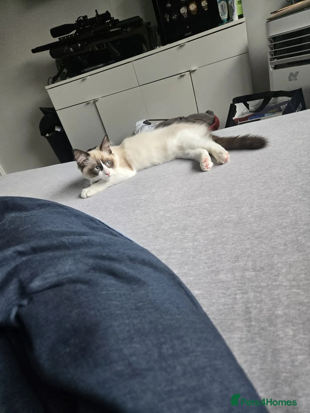 Ragdoll cats for sale: Boy ragdoll  - Advert 2