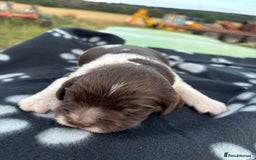 English Springer Spaniel dogs for sale: Gorgeous marked English Springer Spaniel pups  - Image 28