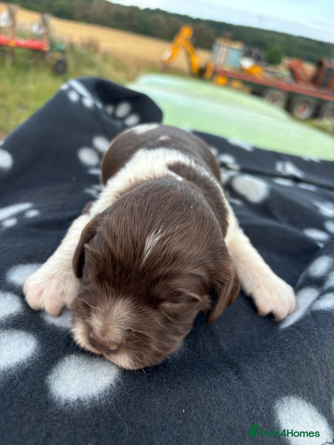 English Springer Spaniel dogs for sale: Gorgeous marked English Springer Spaniel pups  - Image 28
