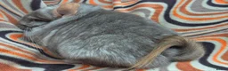 Chinchilla rodents for sale: Variety of chinchillas babys and adults - Advert 30