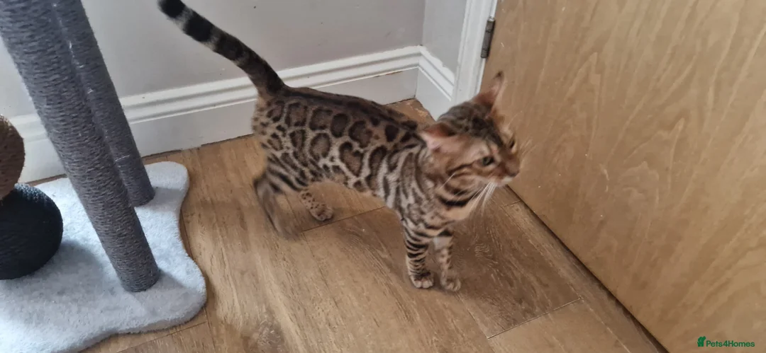 Bengal cats for sale: Active Tica registered boy😍 - Advert 25