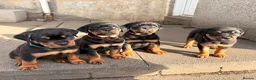 Rottweiler dogs for sale: 🩷LAST GIRL READY TO LEAVE🩷 - Advert 16