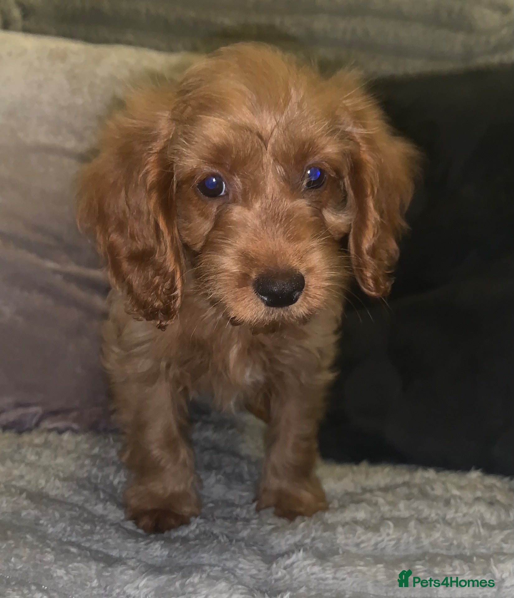 Cockapoo dogs Stunning red cockapoo puppies  - Advert 2