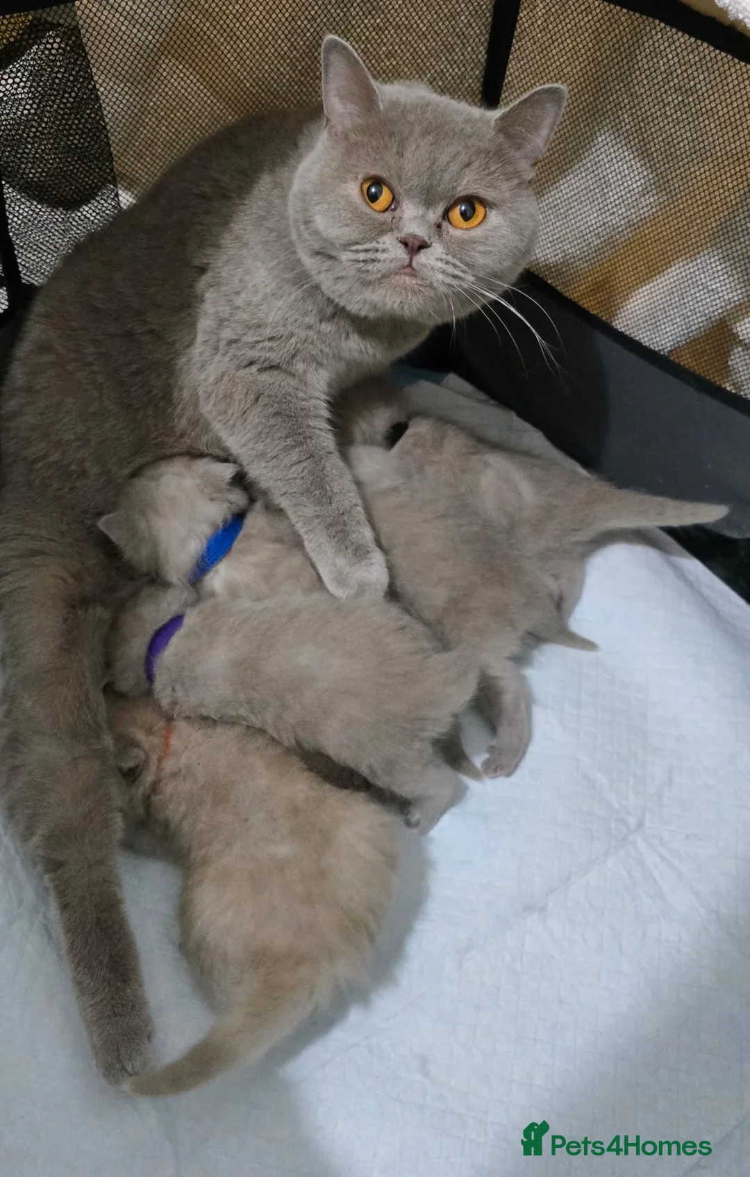 British Shorthair cats for sale: Gorgeous British Shorthair kittens - Advert 2