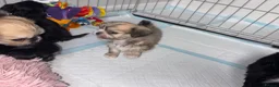 Mixed Breed dogs for sale: Tiny Malchi puppies - Advert 13