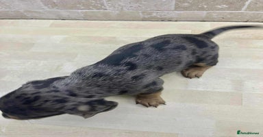 Dachshund dogs - Advert 15