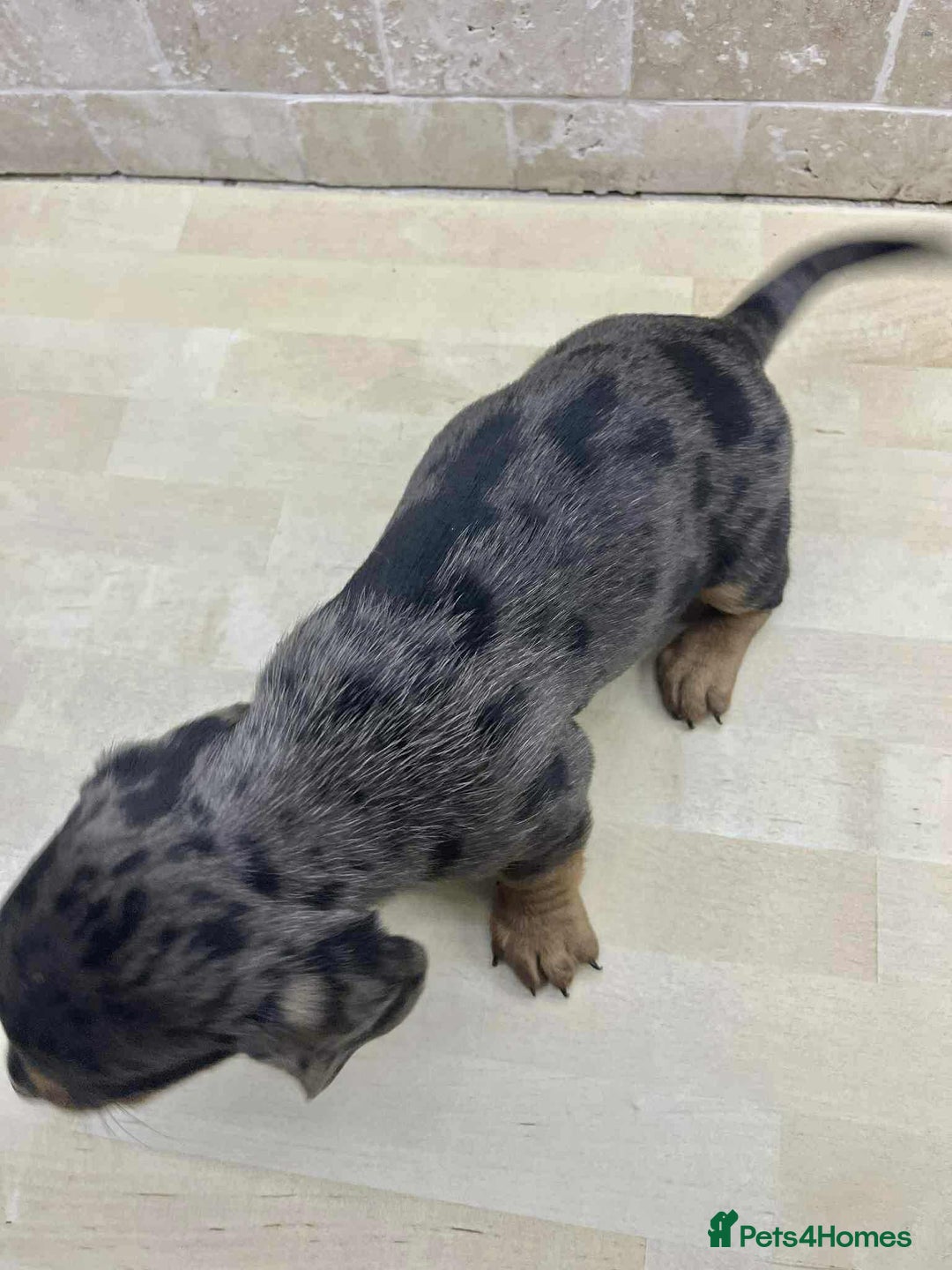 Dachshund dogs for sale: Miniature Dachshund puppies - Image 4