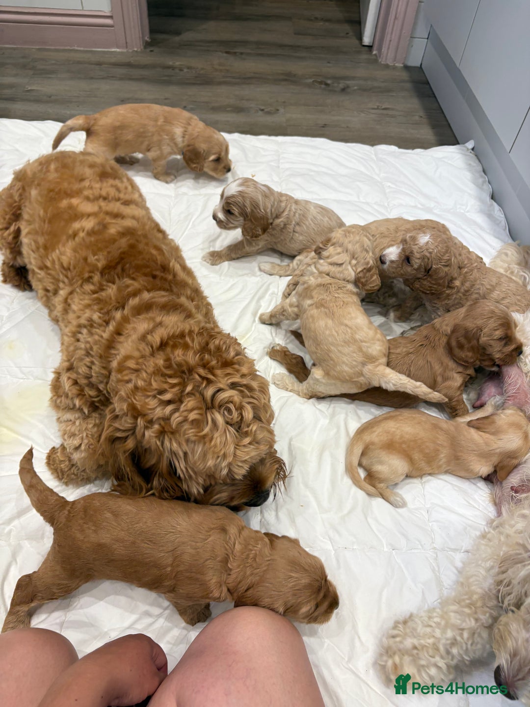 Cockapoo dogs for sale: Beautiful cockapoo pups - Image 12