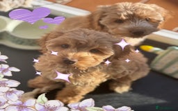 Cockapoo dogs for sale: F1 Cockapoo’s DNA Health Tested Parents - Image 35