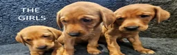 Labrador Retriever dogs for sale: Stunning Red Fox Labs : Health Checked-KC Reg-FTCH - Advert 3