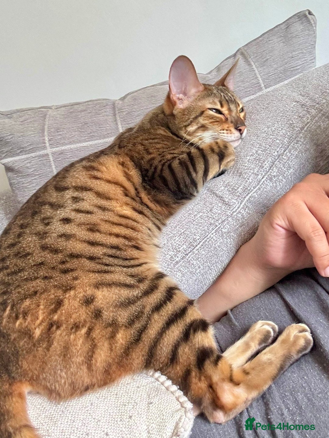 Bengal cats for sale: Sweet bengal looking for her quiet, forever home - Advert 6