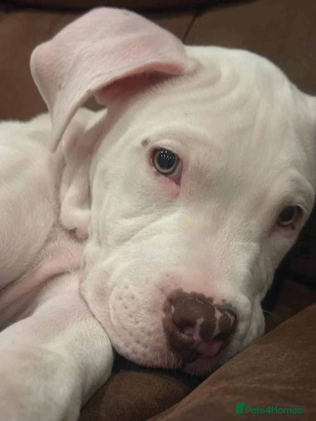 Mixed Breed dogs for sale: American bulldog x Staffordshire bull terrier  - Advert 3