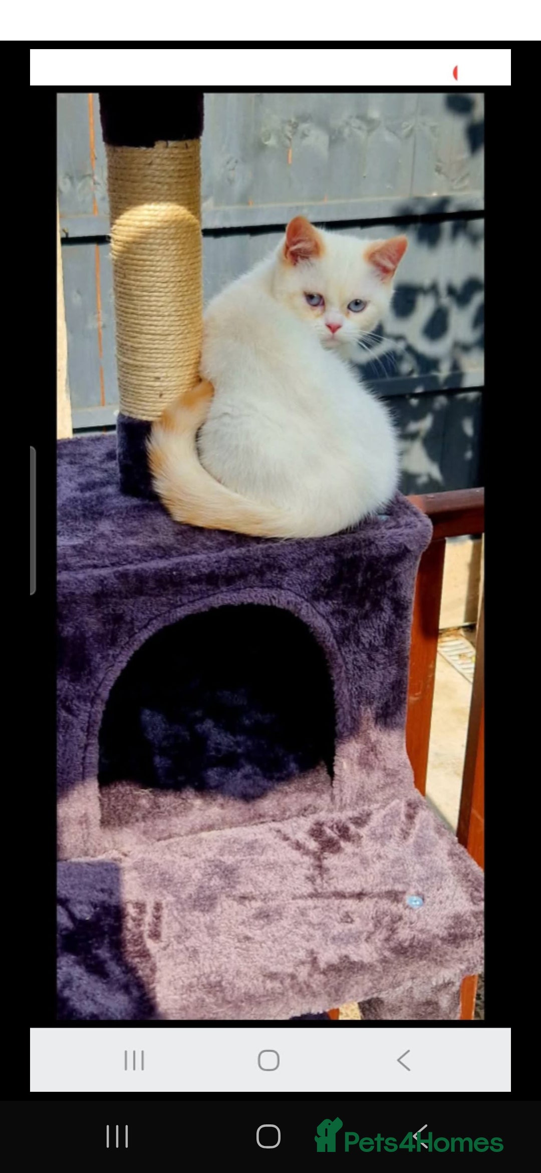 British Shorthair cats for sale: British Shorthair Red Bi Pointed  - Image 1