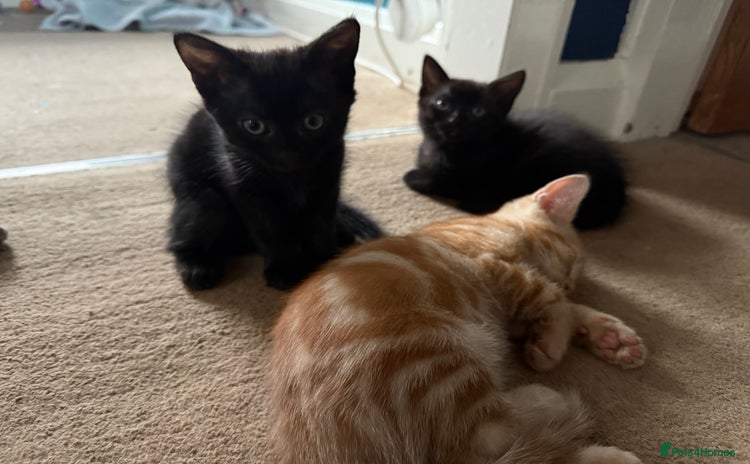 Mixed Breed cats - Advert 16