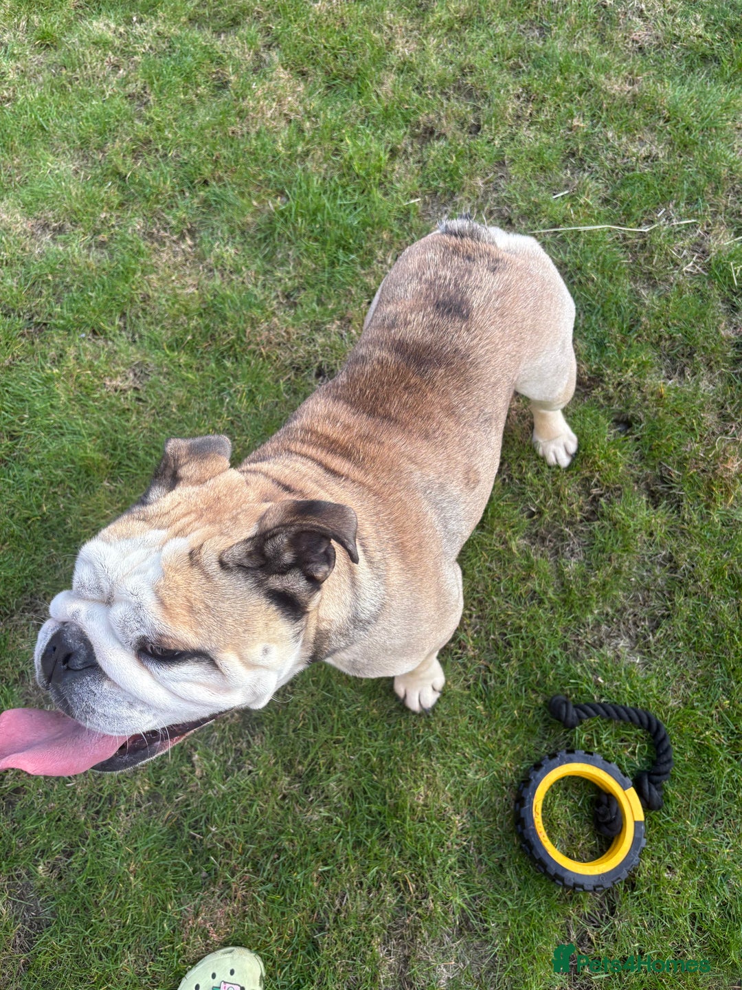 English Bulldog dogs for stud: Proven KC reg English Bulldog for Stud - Image 4