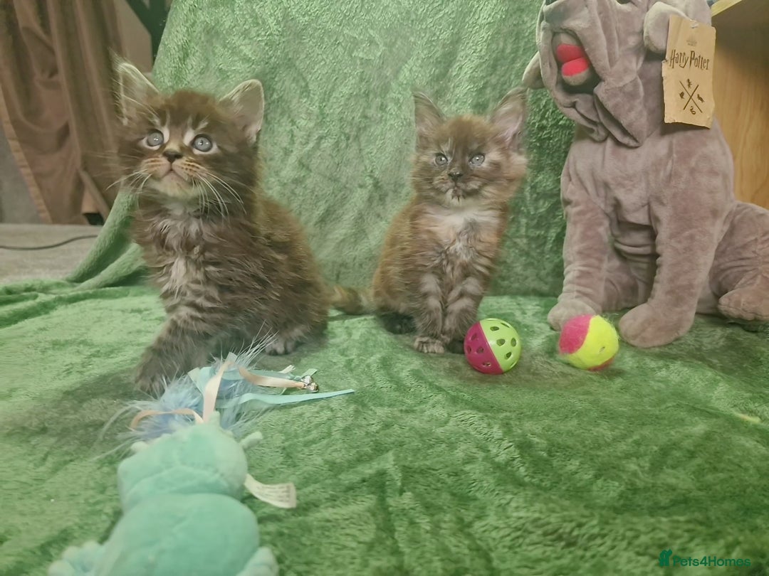 Maine Coon cats for sale: Planned summer babies looking for forever homes - Image 2