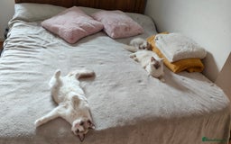 Ragdoll cats for sale: Rag doll kitten  - Image 10
