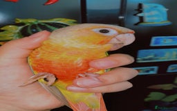 Conures birds for sale: Beautiful tame Conures ""£300 Each"" - Image 4