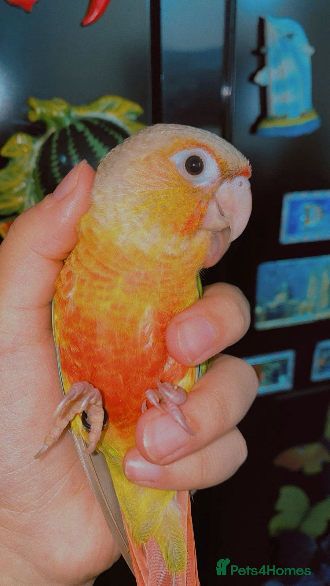 Conures birds for sale: Beautiful tame Conures ""£300 Each"" - Image 4