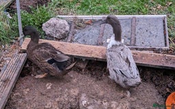 Ducks poultry for sale: 3 adult ducks looking for a home  - Advert 2