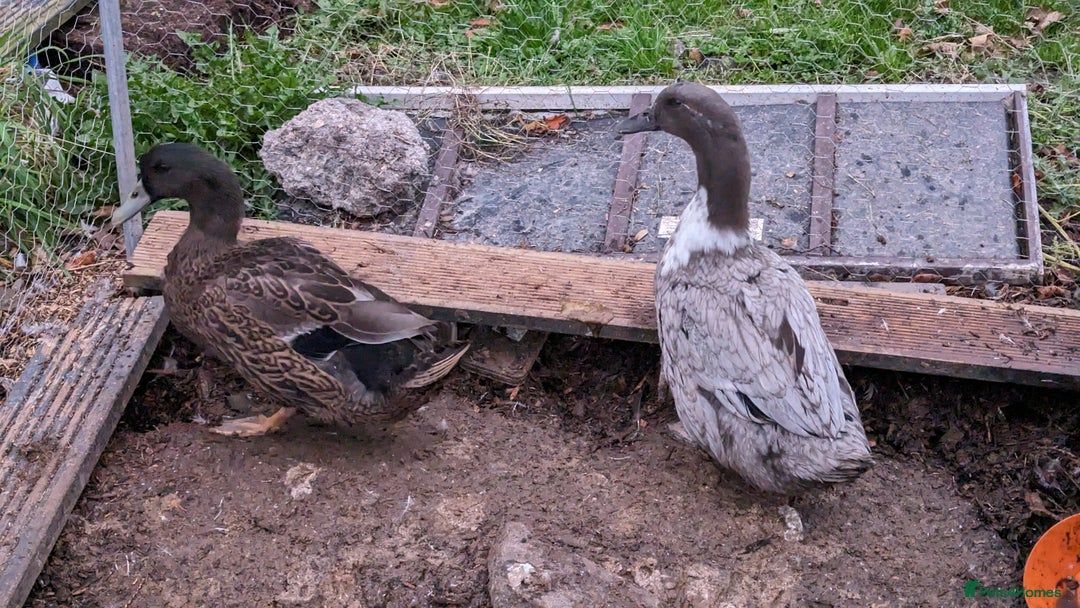 Ducks poultry for sale: 3 adult ducks looking for a home  - Advert 2