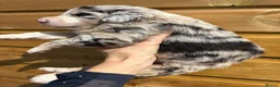 Sheepadoodle dogs for sale: Medium Sheepadoodle Blue and White  - Advert 16