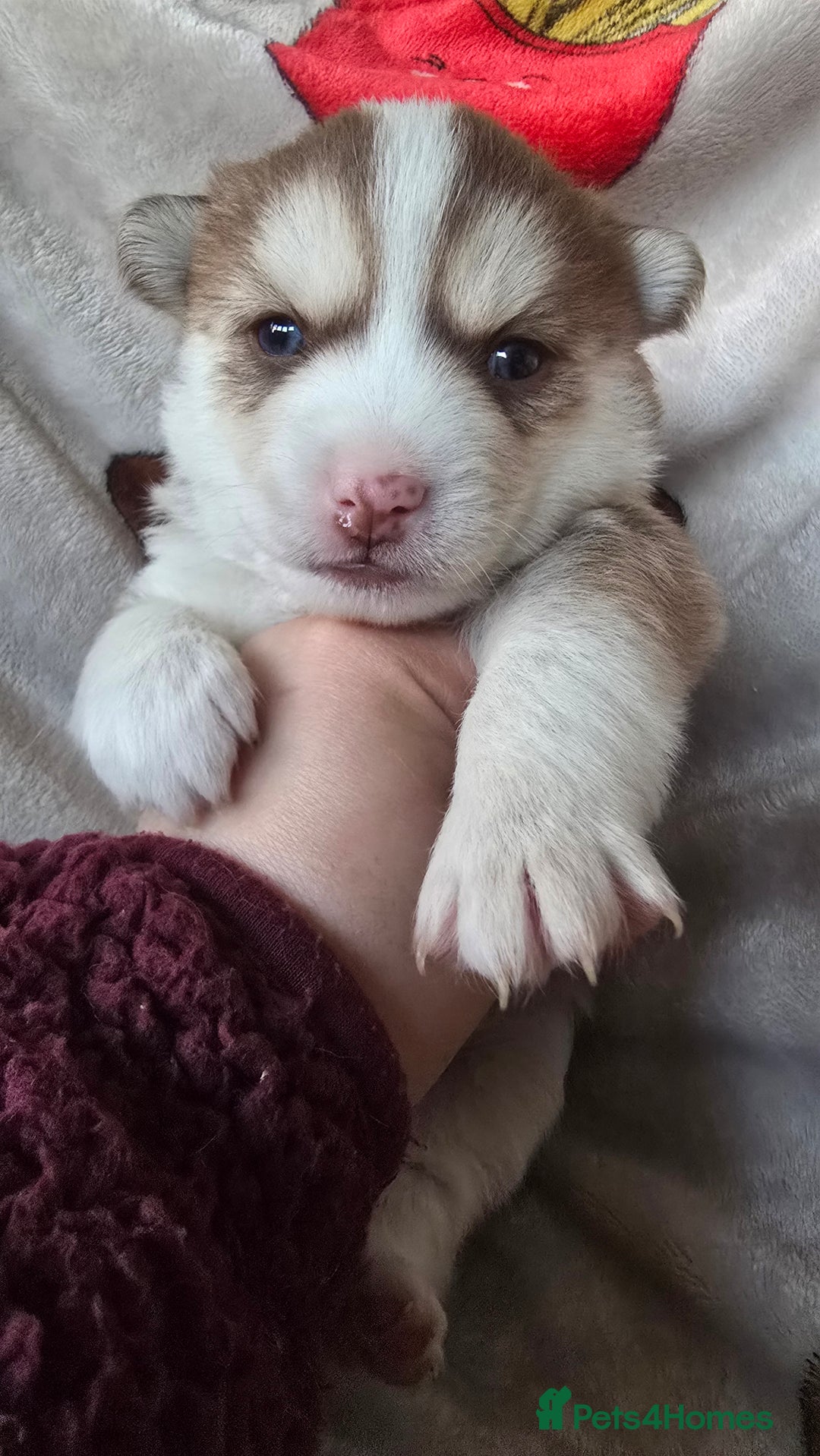 Pomsky dogs for sale: Pomsky Puppies for Sale - Advert 12