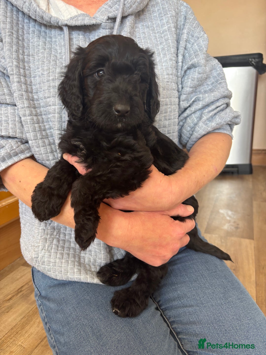 Mixed Breed dogs for sale: Male Australian Labradoodles  - Image 1