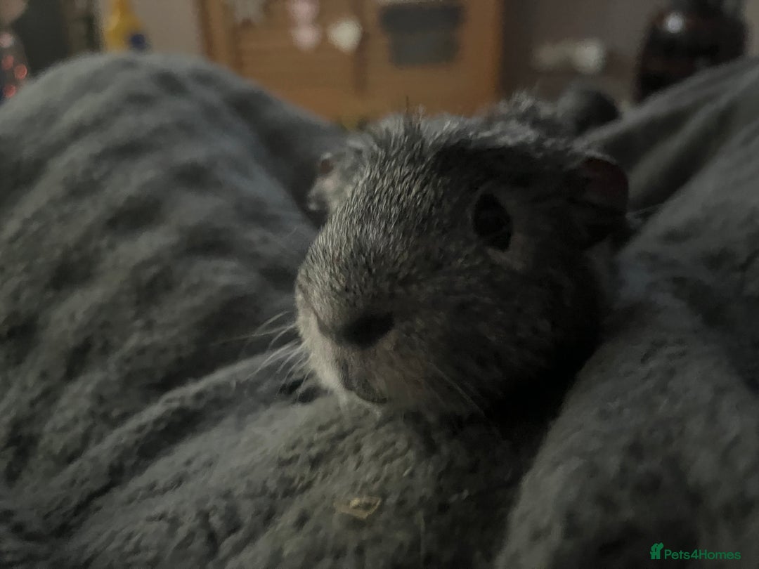 Guinea Pig rodents for sale: 2 male guinea pigs - Image 8