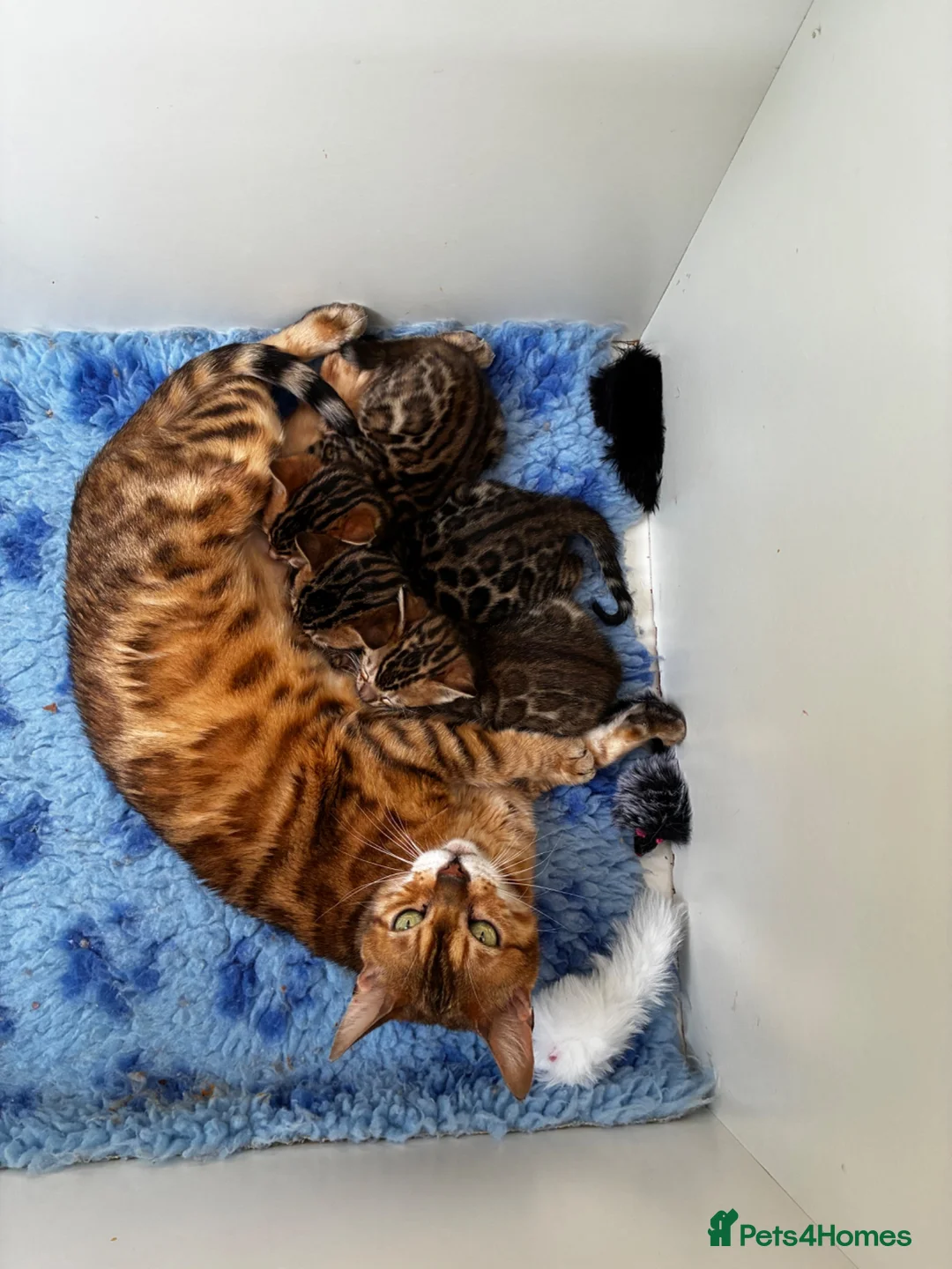 Bengal cats for sale: GCCF Registered Bengal in Market Drayton - Advert 11
