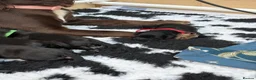 Sprocker dogs for sale: Beautiful sprocker puppies  in Redditch - Advert 5