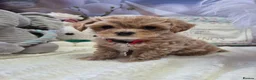 Maltipoo dogs for sale: Stunning Toy Asian & Korean F1 Maltipoo Apricot - Advert 23