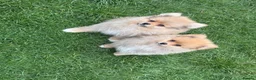 Pomeranian dogs for sale: Fluffy pomeranian boys for sale - Advert 6