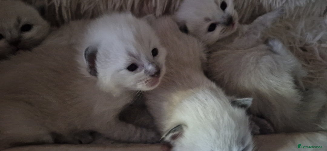 Ragdoll cats for sale: Gorgeous Ragdoll Kittens  - Image 19