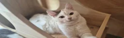 Munchkin cats for sale: Beautiful long legs Munchkin×BSH kittens  - Advert 4