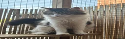 Maine Coon cats for sale: Maine coon boy - Advert 8