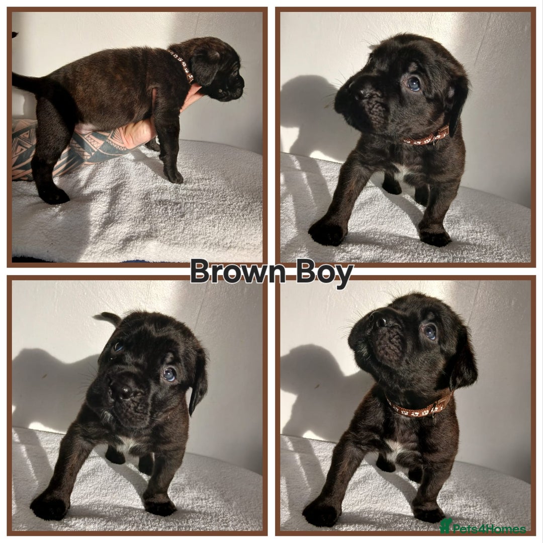 Cane Corso dogs for sale: Cane corso puppes - Advert 5