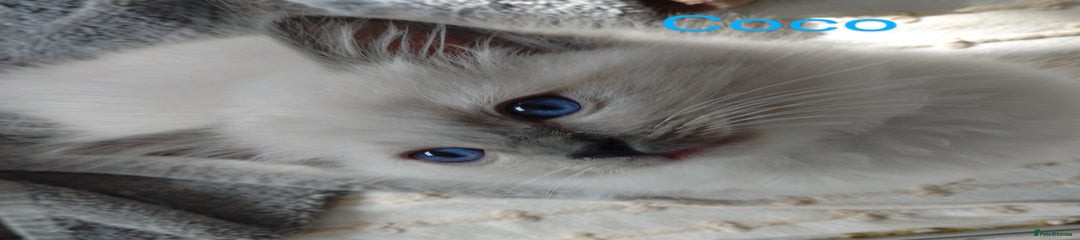 Ragdoll Kitten 3 COCO boy