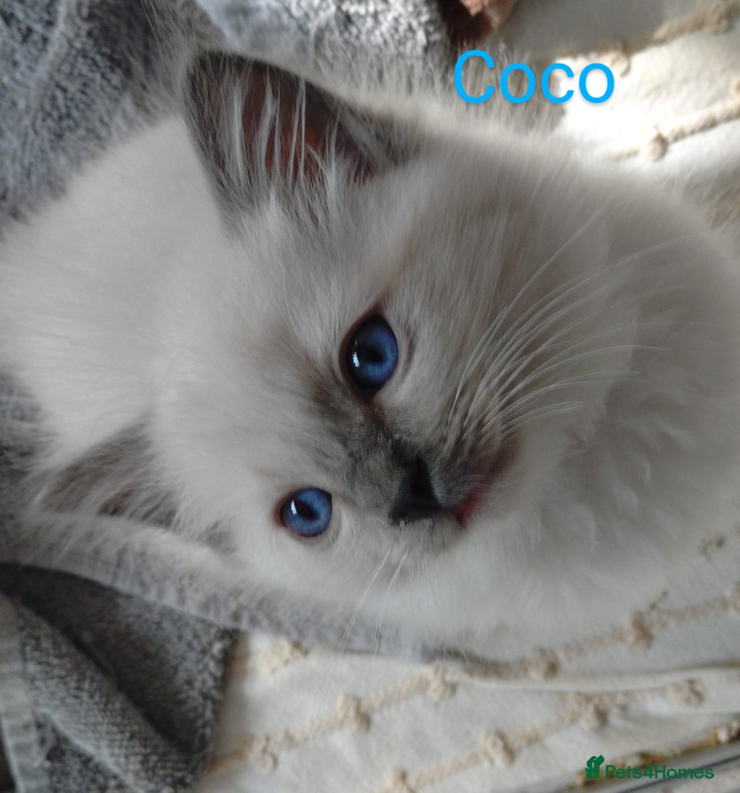 Ragdoll cats for sale: GCCF pedigree ragdoll kittens for sale £850 -£1100 - Image 14