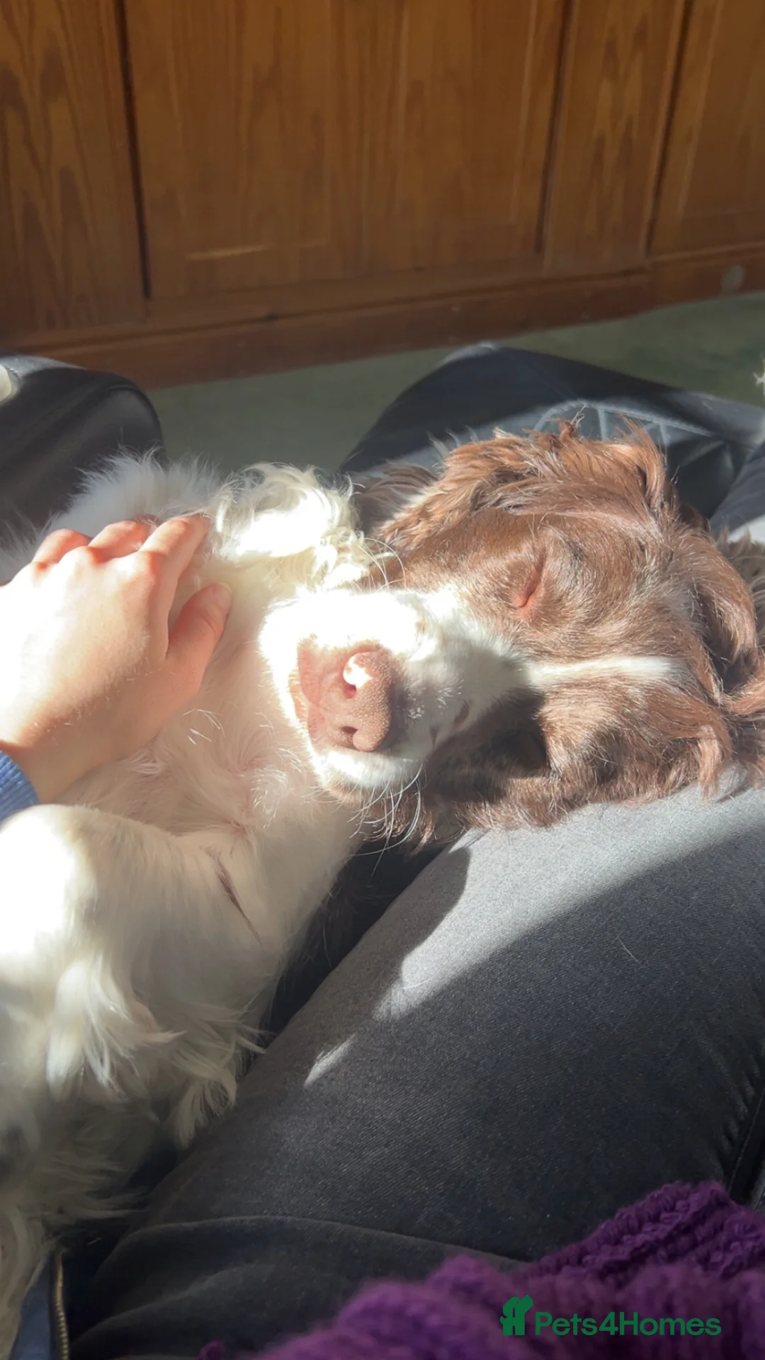 Cocker Spaniel dogs for sale: Toby the 2 year old working cocker spaniel - Advert 6