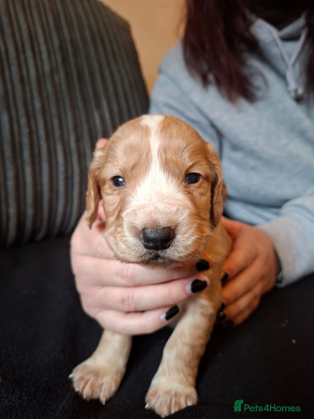 Cocker Spaniel dogs for sale: Beautiful working cocker spaniel puppies for sale - Advert 14