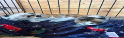 Mixed Breed cats for sale: Kittens born on the farm - Advert 3