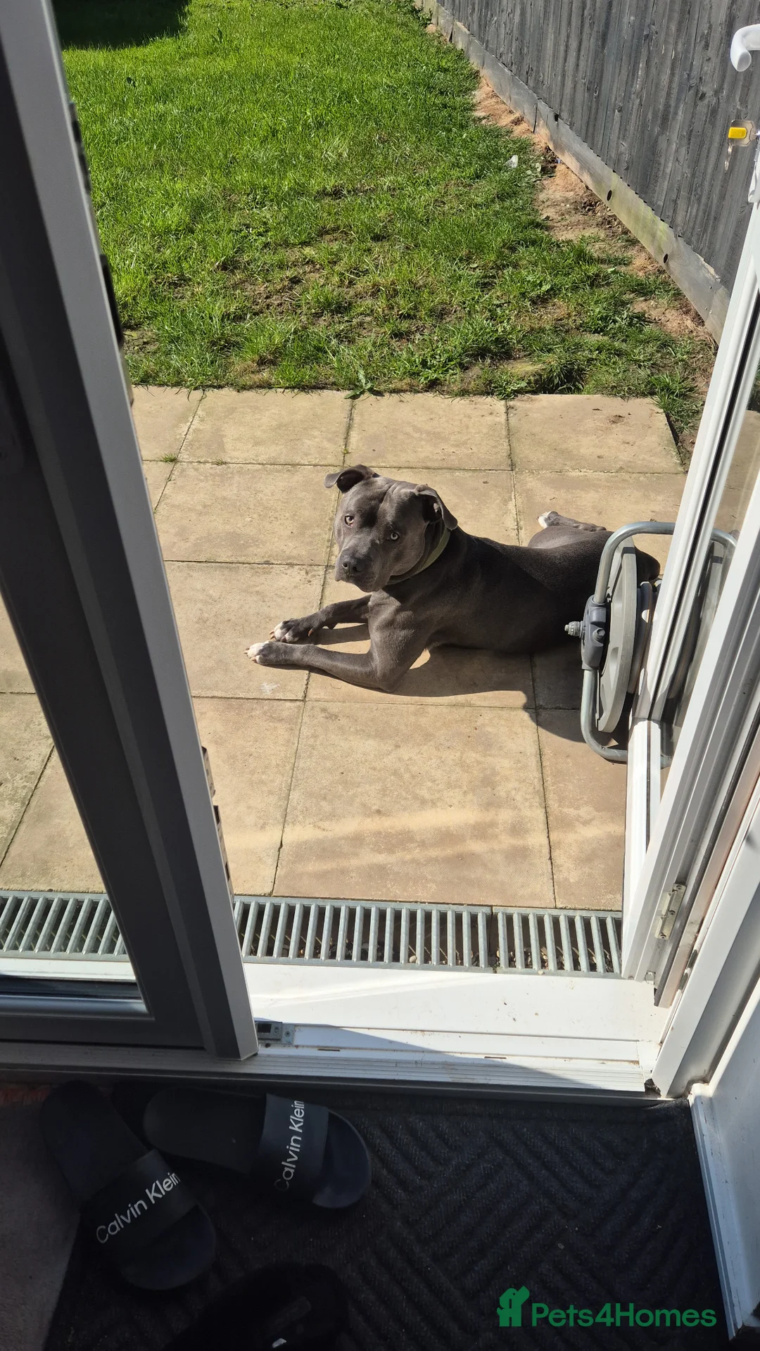 Staffordshire Bull Terrier dogs for stud: Blue Staffordshire bull terrior - Advert 3