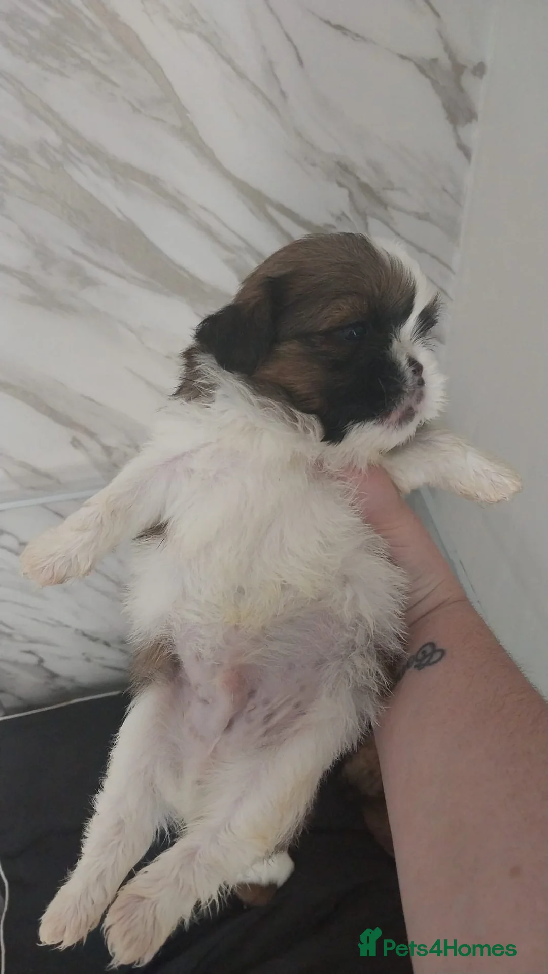 Shih Tzu dogs for sale: 3 boys 1 girl  in Heywood - Advert 2