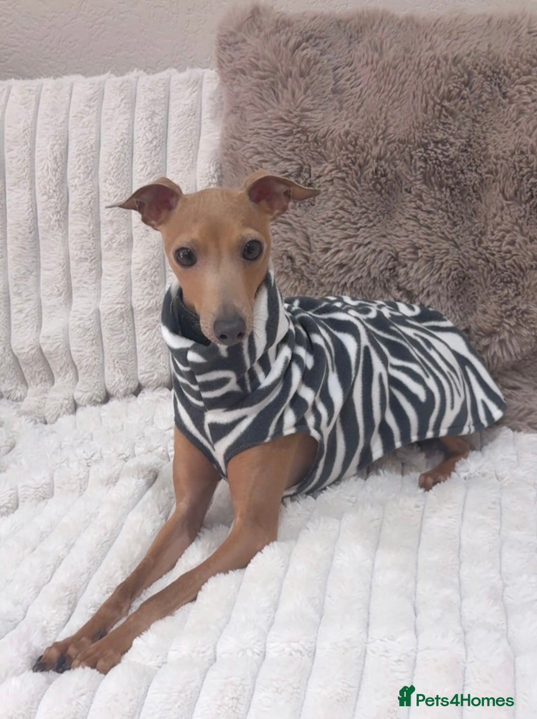 Italian Greyhound dogs for stud: MR MILO AT STUD ( HEALTH TESTED ) - Advert 2