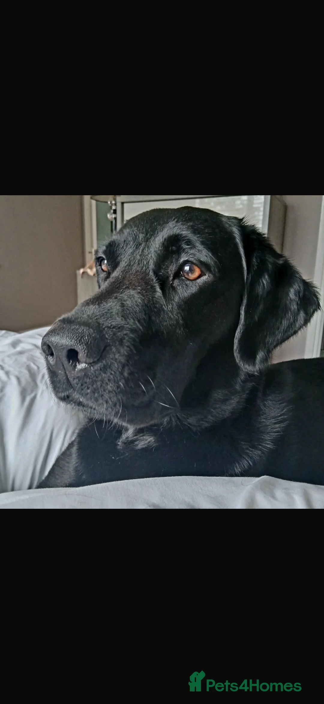 Labrador Retriever dogs for stud: American black Labrador  - Advert 2