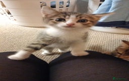 Mixed Breed cats for sale: X3 BEAUTIFUL KITTENs - Advert 5