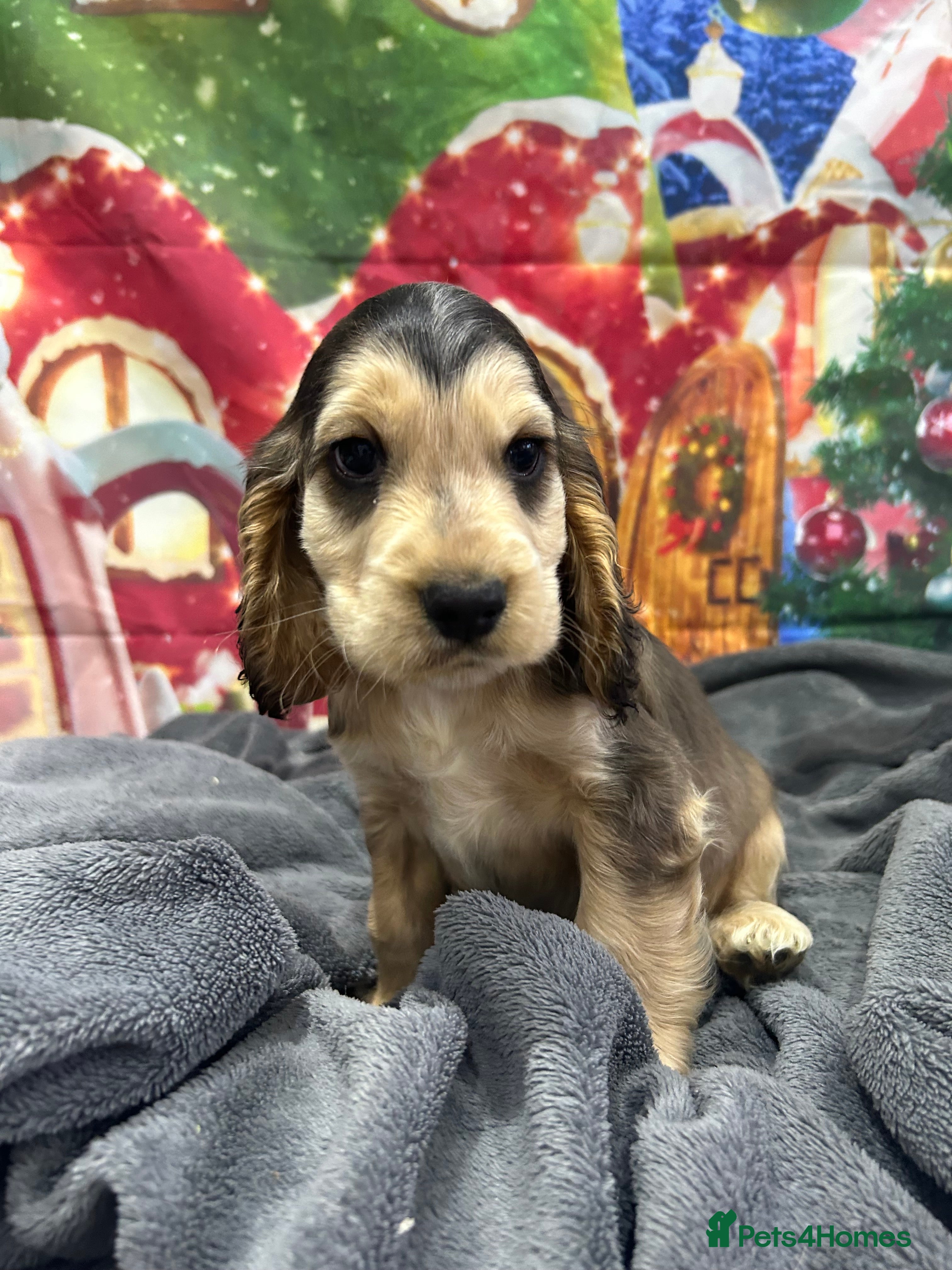 Cocker Spaniel dogs KC registered, health tested, Show cocker spaniels - Advert 10